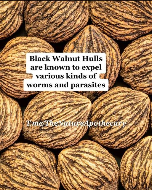 The Natural Power of Black Walnut Hulls: Expelling Worms and Parasites