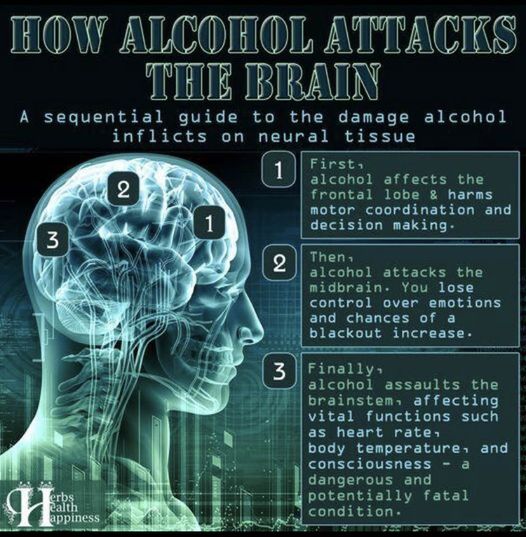 How Alcohol Attacks the Brain: Understanding the Sequential Damage