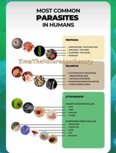 Most Common Parasites in Humans: An Overview