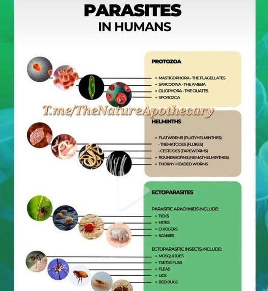 Most Common Parasites in Humans: An Overview